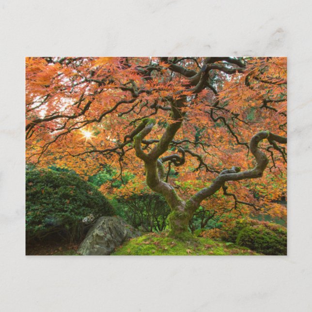 Maple Tree At The Japanese Gardens In Autumn Postcard (Front)