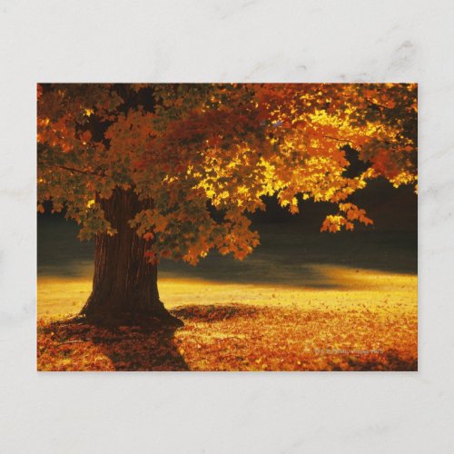 Maple tree  Bennington  Vermont Postcard