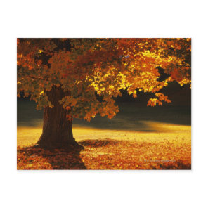 Maple tree , Bennington , Vermont Postcard