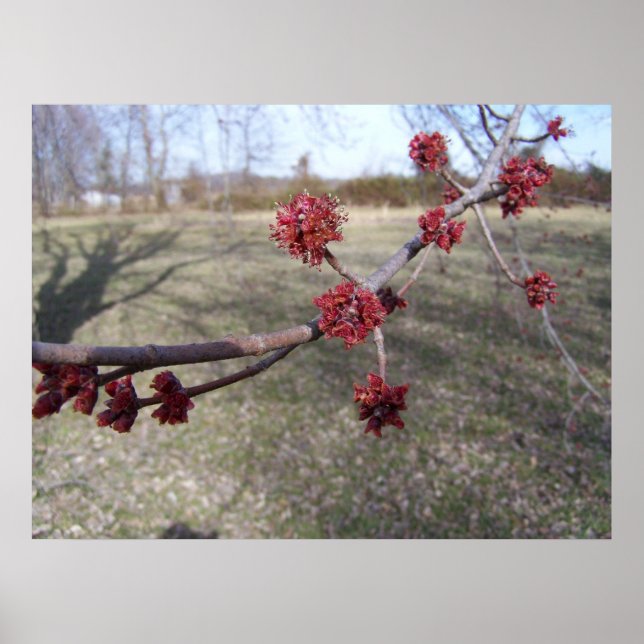 Maple Tree Buds Poster (Front)