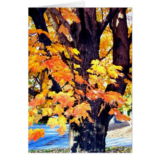 Maple Tree Cards (Front)