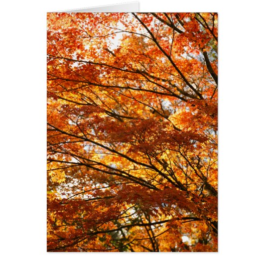 Maple tree foliage cards (Front)