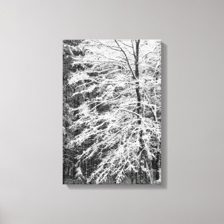 Maple Tree Outlined In Snow Canvas Print