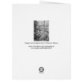 Maple Tree Outlined In Snow Cards (Back)