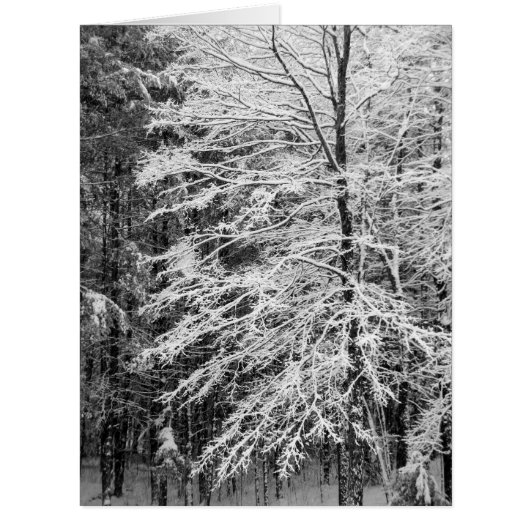 Maple Tree Outlined In Snow Cards (Front)