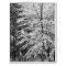 Maple Tree Outlined In Snow