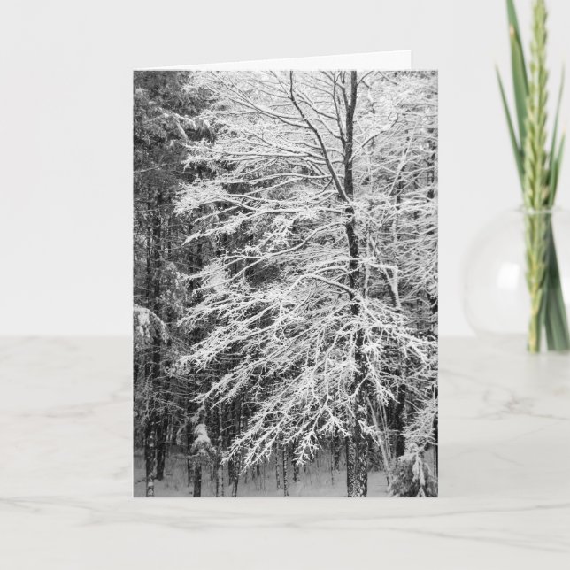 Maple Tree Outlined In Snow Holiday Card (Front)