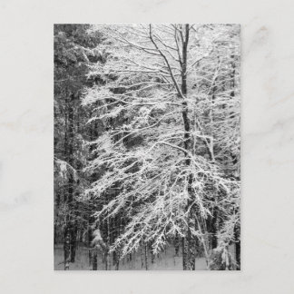 Maple Tree Outlined In Snow Postcard