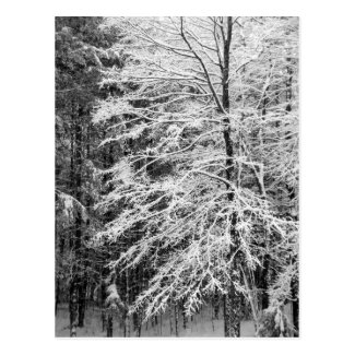 Maple Tree Outlined In Snow Postcard