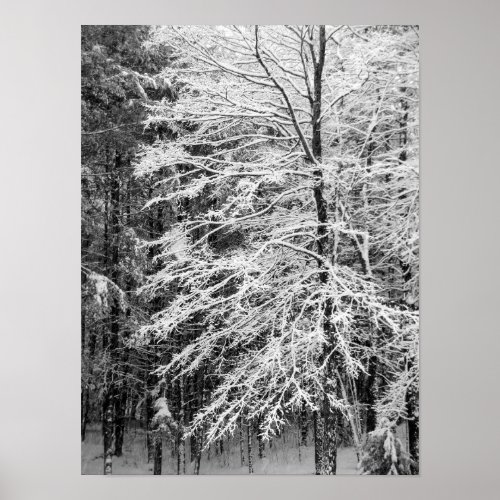Maple Tree Outlined In Snow Poster