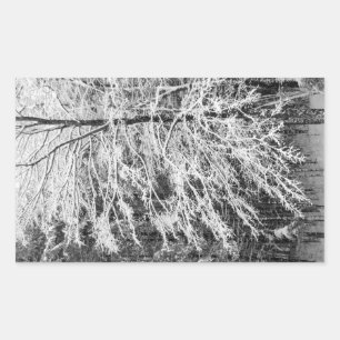 Maple Tree Outlined In Snow Rectangular Sticker