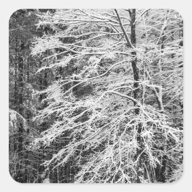 Maple Tree Outlined In Snow Square Sticker (Front)