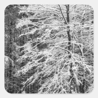 Maple Tree Outlined In Snow Square Sticker