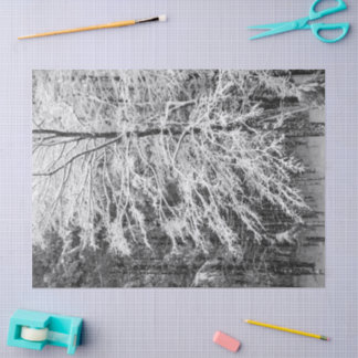 Maple Tree Outlined In Snow Tissue Paper