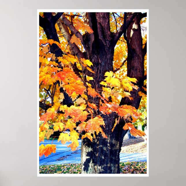 Maple Tree Trees Fall Leaves Photography Poster (Front)