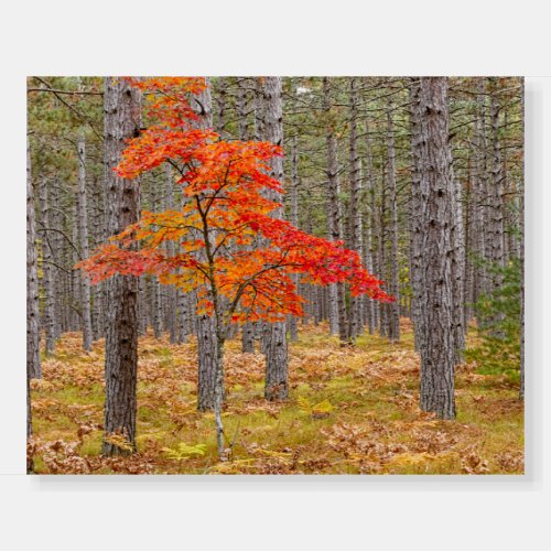 Maple Tree with Autumn Colors Foam Board