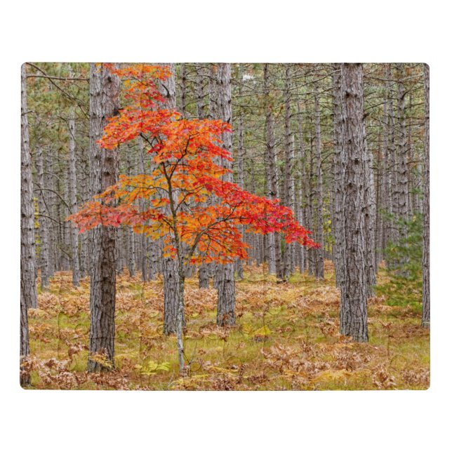 Maple Tree with Autumn Colors Jigsaw Puzzle (Puzzle Horizontal)