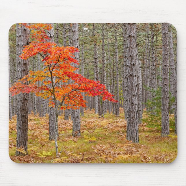 Maple Tree with Autumn Colors Mouse Pad (Front)