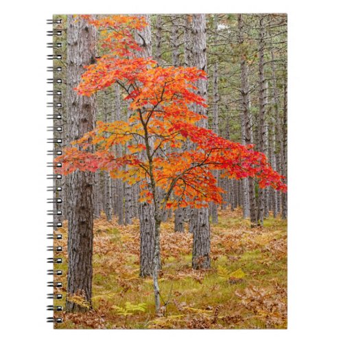 Maple Tree with Autumn Colors Notebook