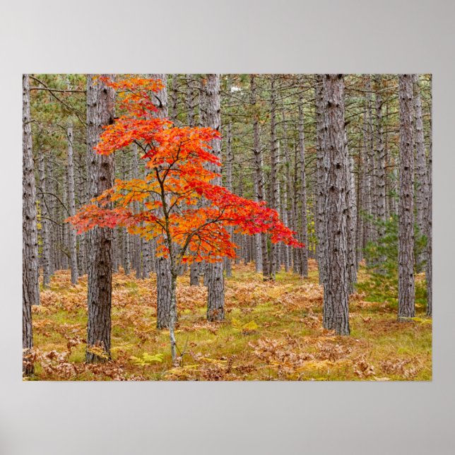 Maple Tree with Autumn Colors Poster (Front)