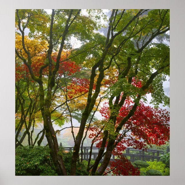 Maple Trees Fall Colors in Japanese Garden Poster (Front)