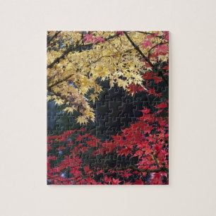 Maple trees in autumn color jigsaw puzzle