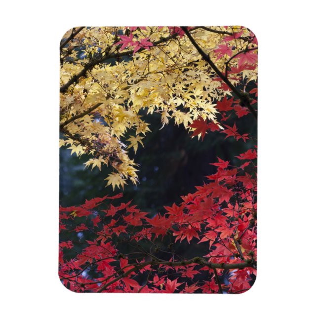 Maple trees in autumn color magnet (Vertical)