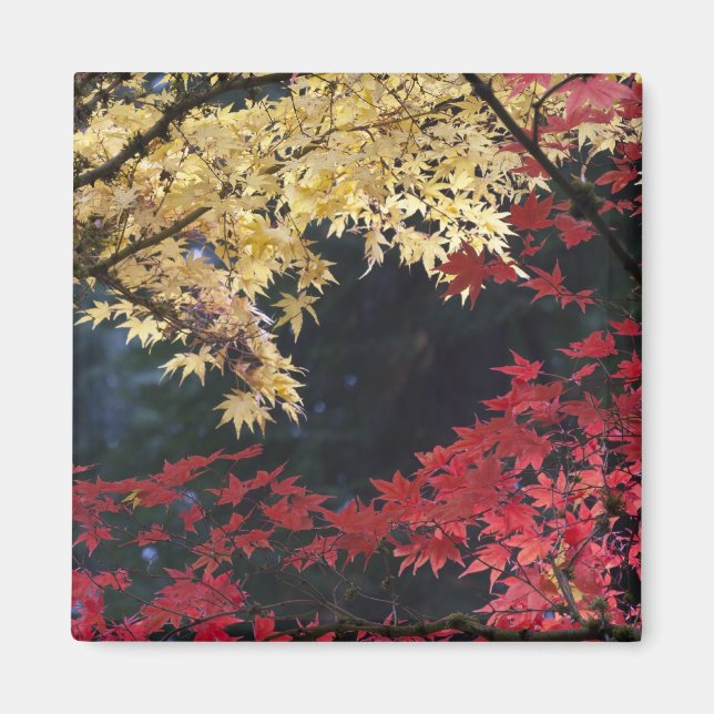 Maple trees in autumn color magnet (Front)