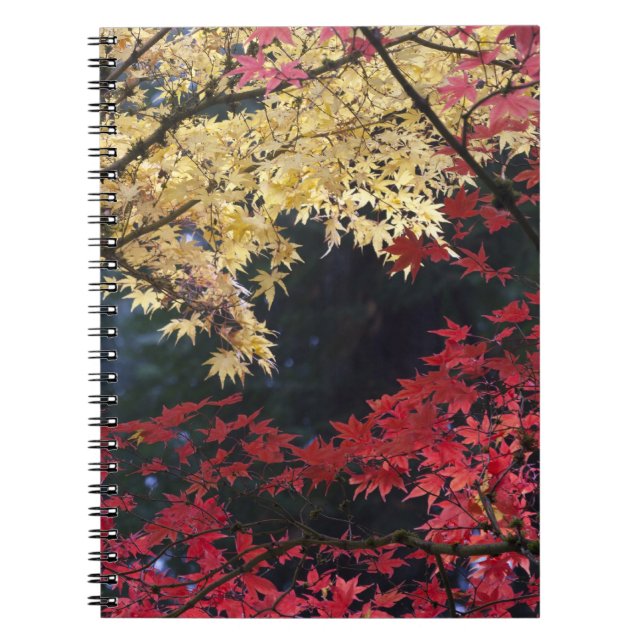 Maple trees in autumn color notebook (Front)