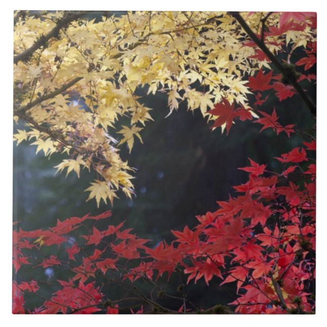 Maple trees in autumn color tile (Front)