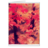 Maple Trees in Fall Cards (Front)