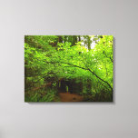 Maple Trees in Redwood Forest Canvas Print