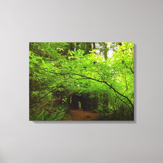 Maple Trees in Redwood Forest Canvas Print (Front)