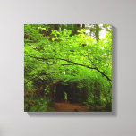 Maple Trees in Redwood Forest Canvas Print
