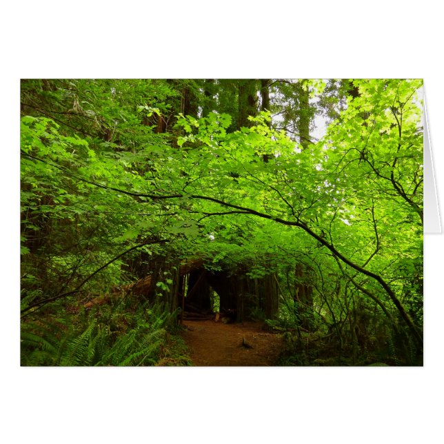 Maple Trees in Redwood Forest Cards (Front Horizontal)