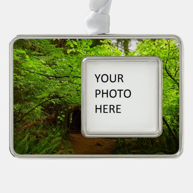 Maple Trees in Redwood Forest Christmas Ornament (Front)