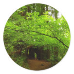Maple Trees in Redwood Forest Classic Round Sticker
