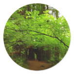 Maple Trees in Redwood Forest Classic Round Sticker