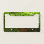 Maple Trees in Redwood Forest License Plate Frame