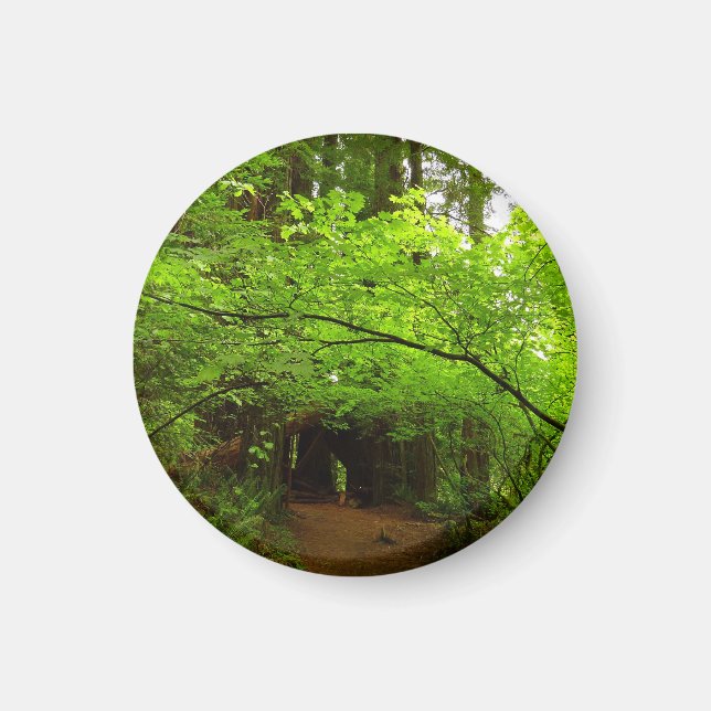 Maple Trees in Redwood Forest Magnet (Front)