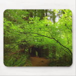 Maple Trees in Redwood Forest Mouse Pad