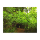 Maple Trees in Redwood Forest Postcard