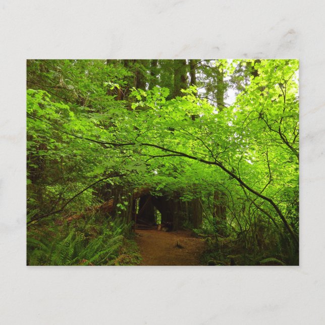 Maple Trees in Redwood Forest Postcard (Front)