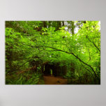 Maple Trees in Redwood Forest Poster