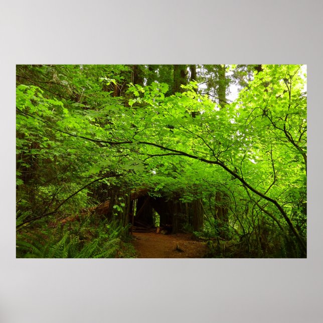 Maple Trees in Redwood Forest Poster (Front)