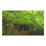 Maple Trees in Redwood Forest Rectangular Sticker