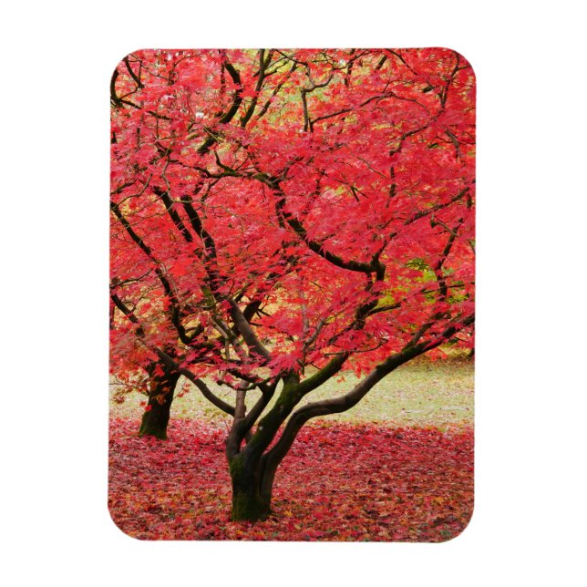 Maple Trees Magnet (Vertical)