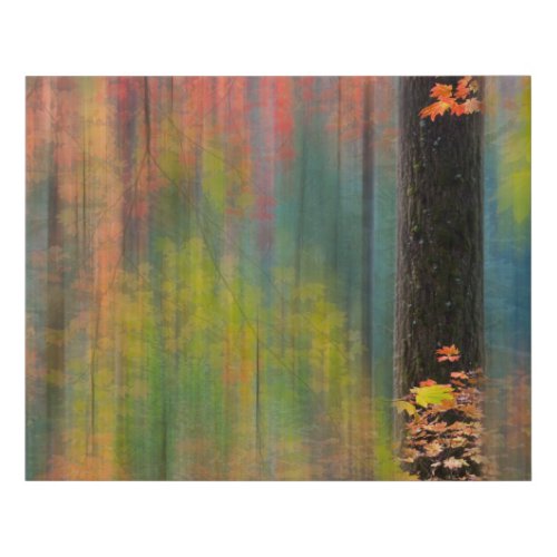 Maple Trees  Silver Falls State Park Faux Canvas Print