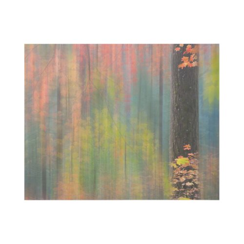 Maple Trees  Silver Falls State Park Gallery Wrap