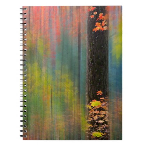 Maple Trees  Silver Falls State Park Notebook